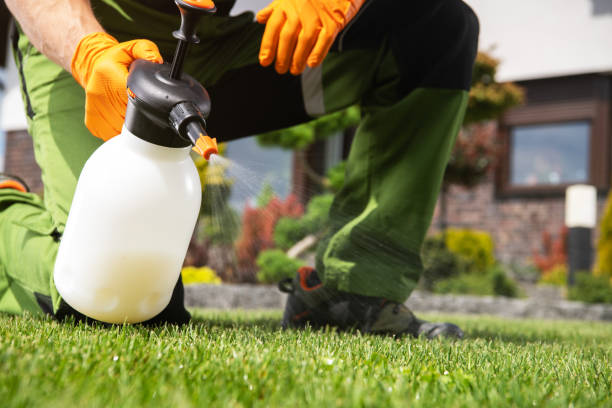 Best Cockroach Control Services  in Hector, MN