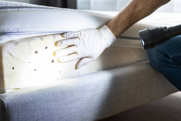 Best Pest Prevention Services  in Hector, MN