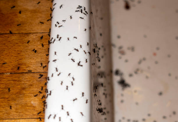 Best Rat Extermination Near Me  in Hector, MN