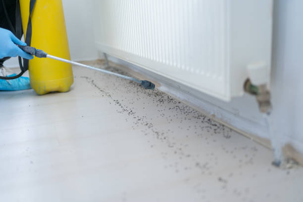 Best Affordable Pest Control Services  in Hector, MN